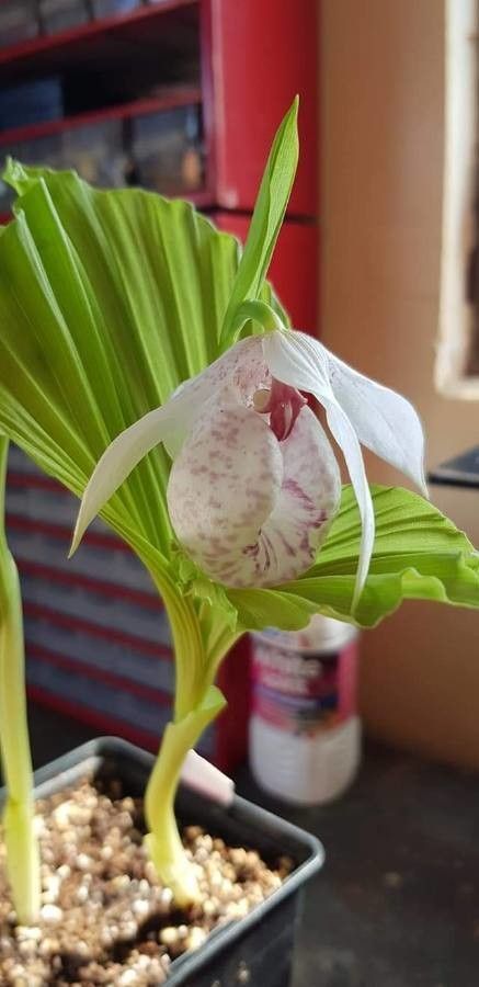 Cypripedium japonicum leaf
