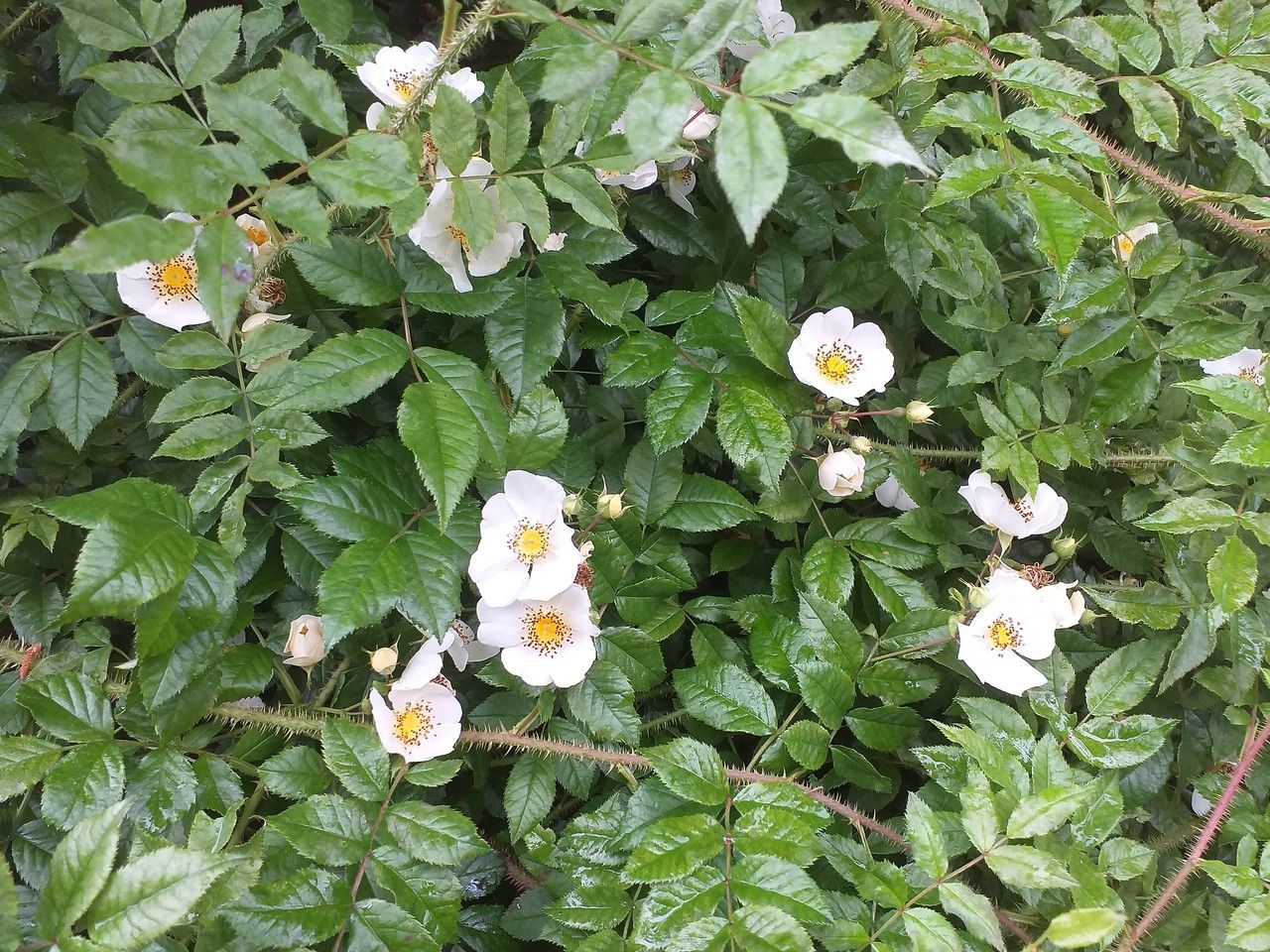 Rosa maximowicziana — search result for 'Rosa'