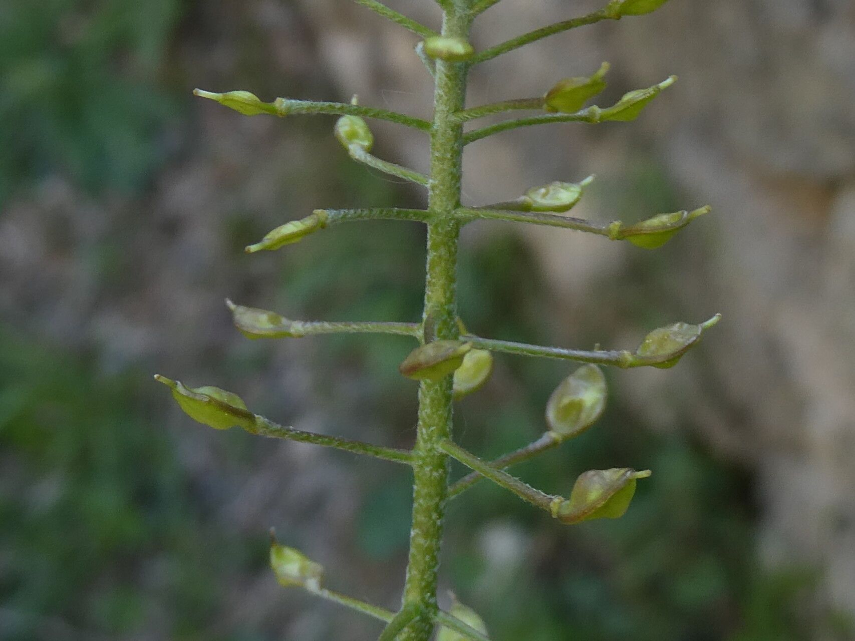 Hormathophylla lapeyrouseana fruit