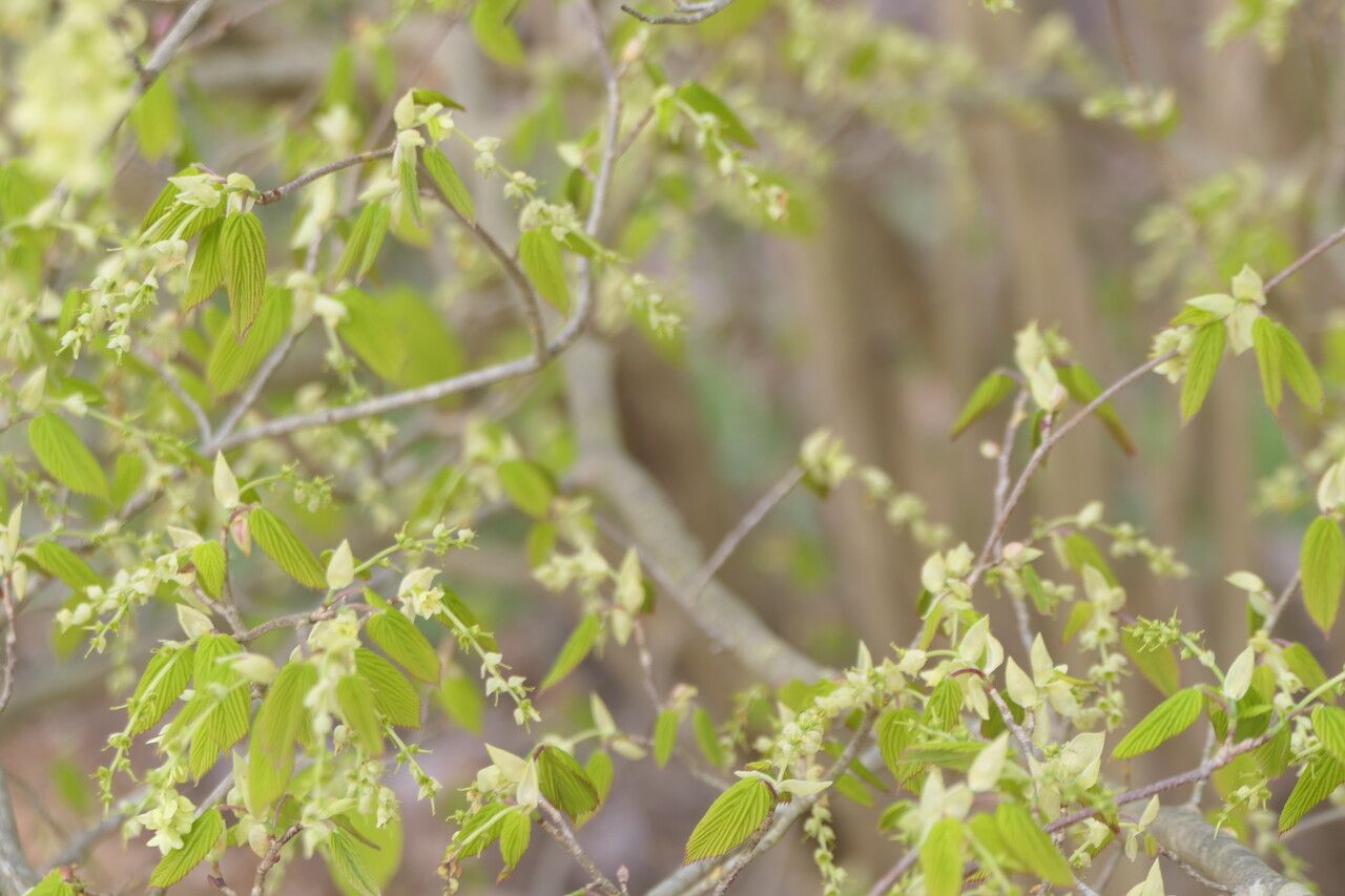 Corylopsis glabrescens leaf