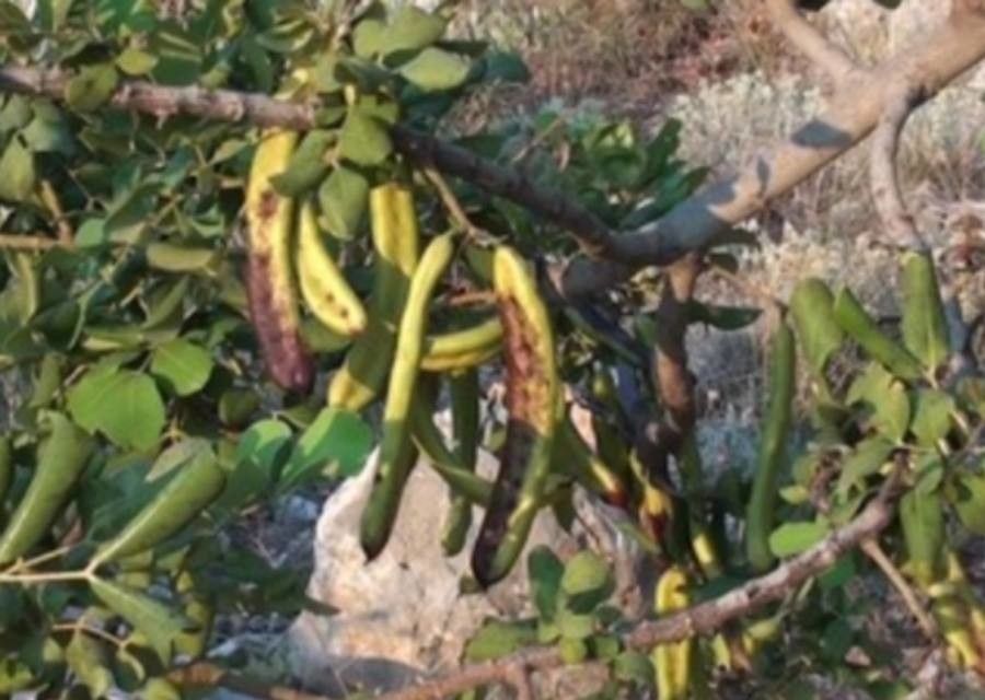 Prosopis pallida fruit