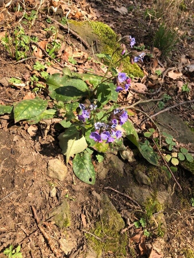 Pulmonaria officinalis leaf