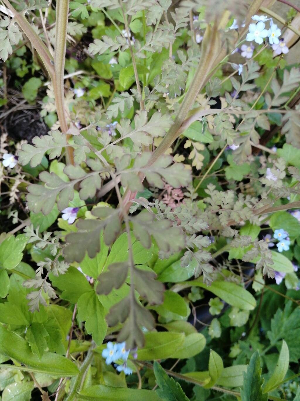 Corydalis ophiocarpa — houseplant care guide