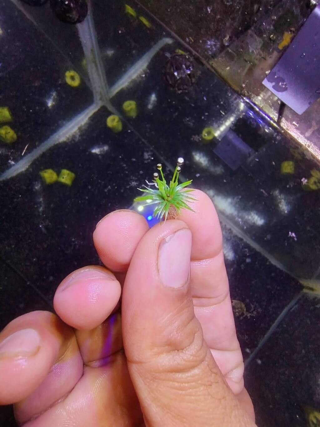 Eriocaulon cheemenianum — houseplant care guide