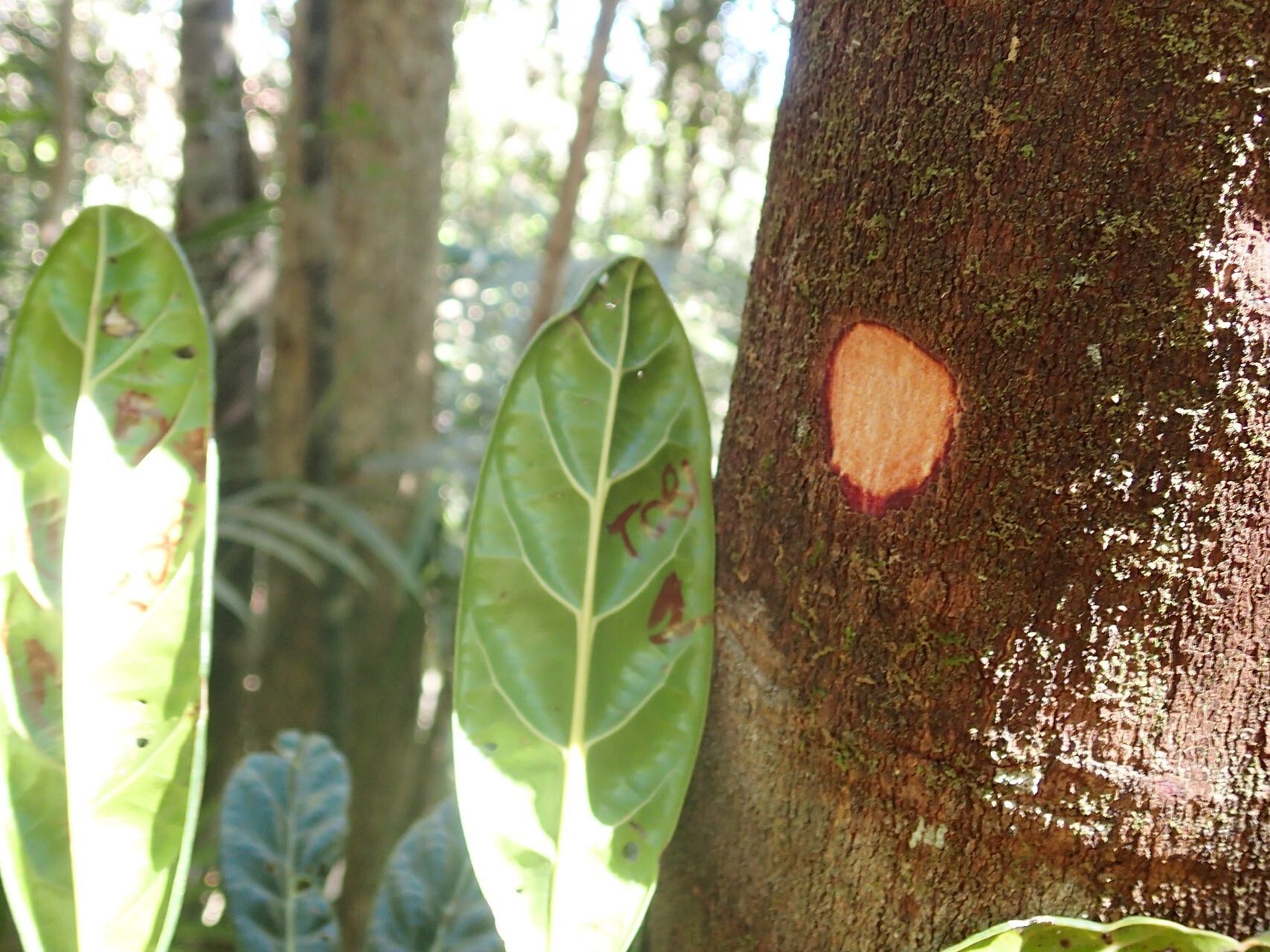 Elaeocarpus hortensis bark