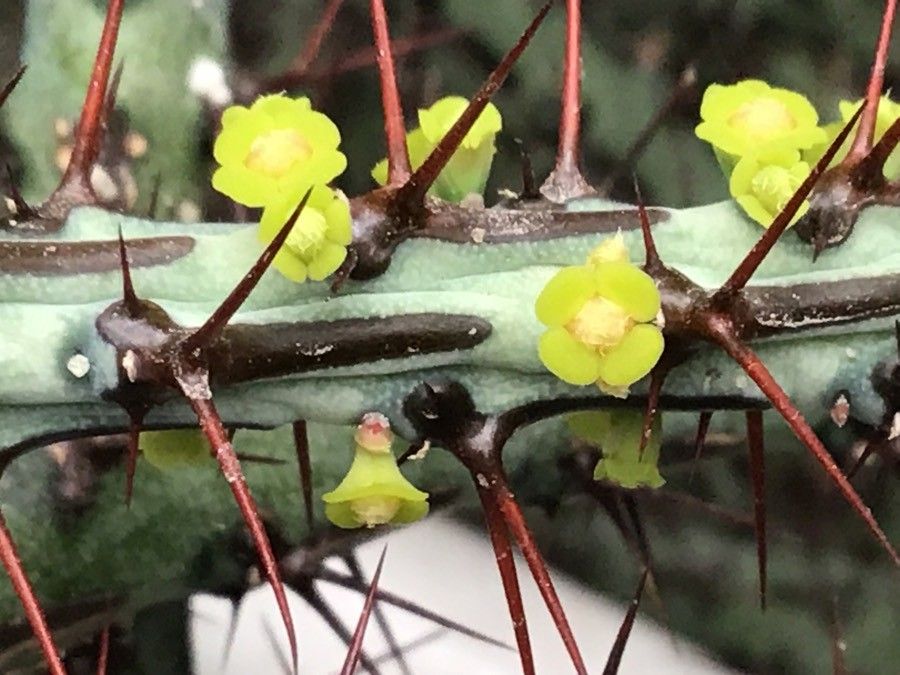 Euphorbia aeruginosa flower