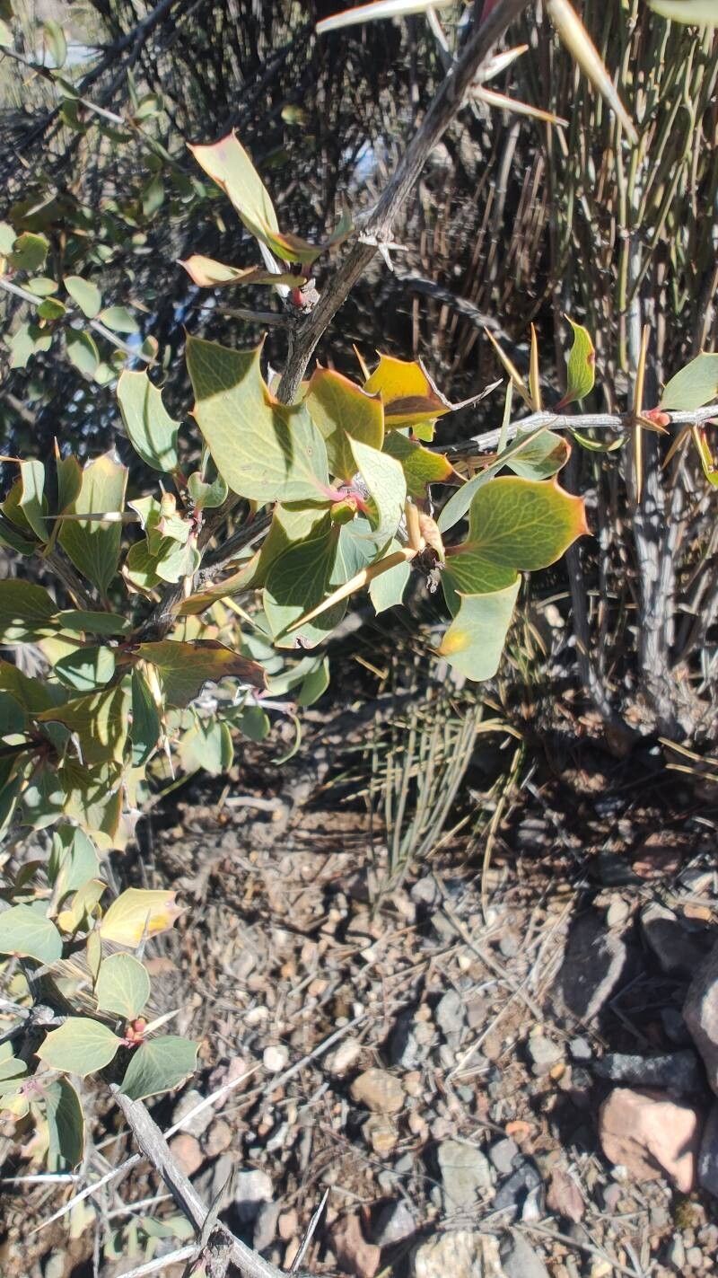 Berberis grevilleana leaf