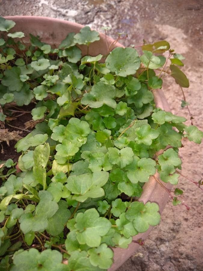 Romanzoffia californica — houseplant care guide