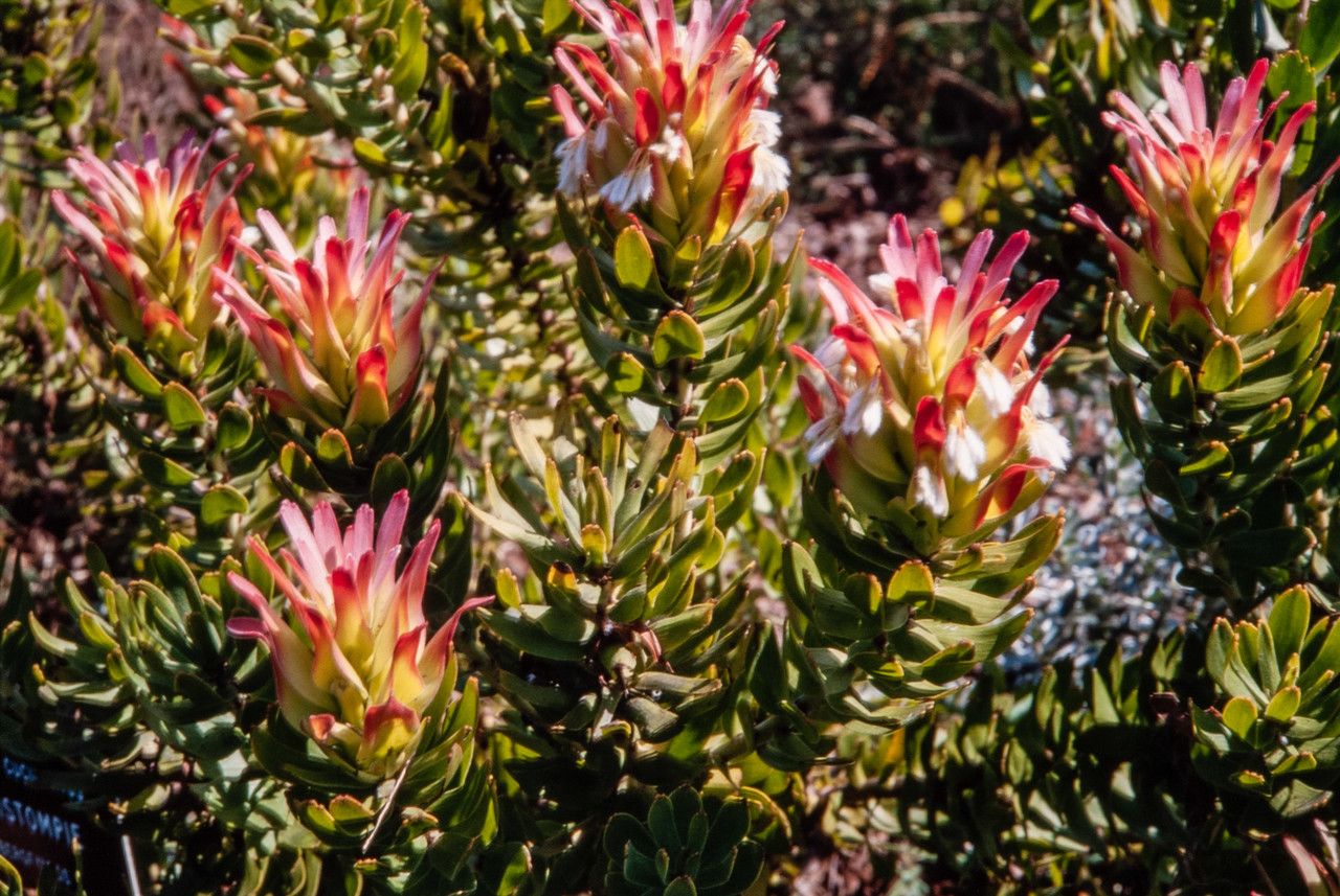 Mimetes cucullatus habit