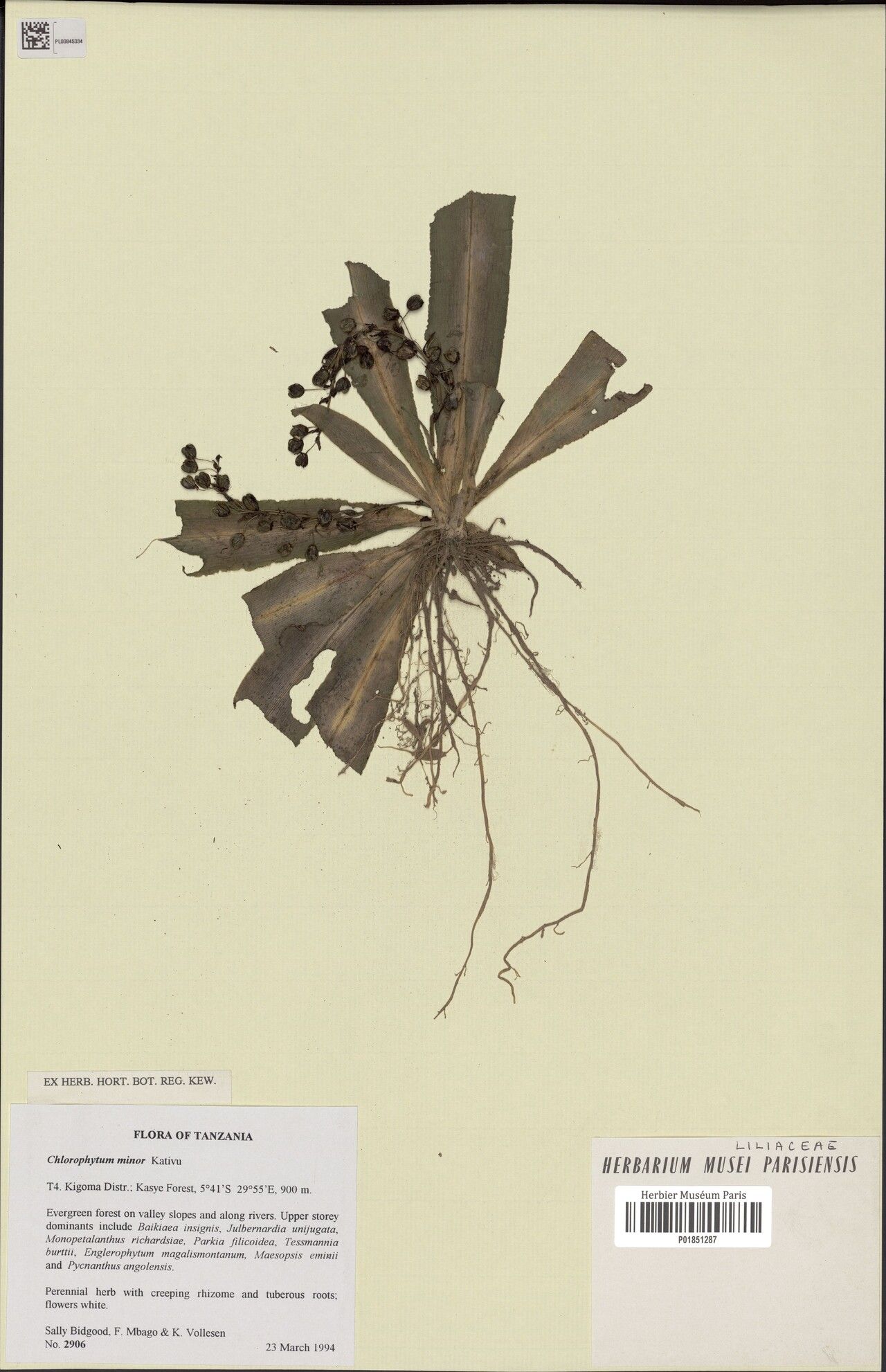 Chlorophytum minor — search result for 'Chlorophytum'