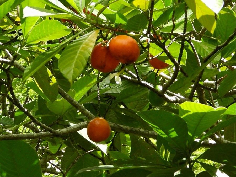 Tabernaemontana macrocarpa — search result for 'Tabernaemontana'