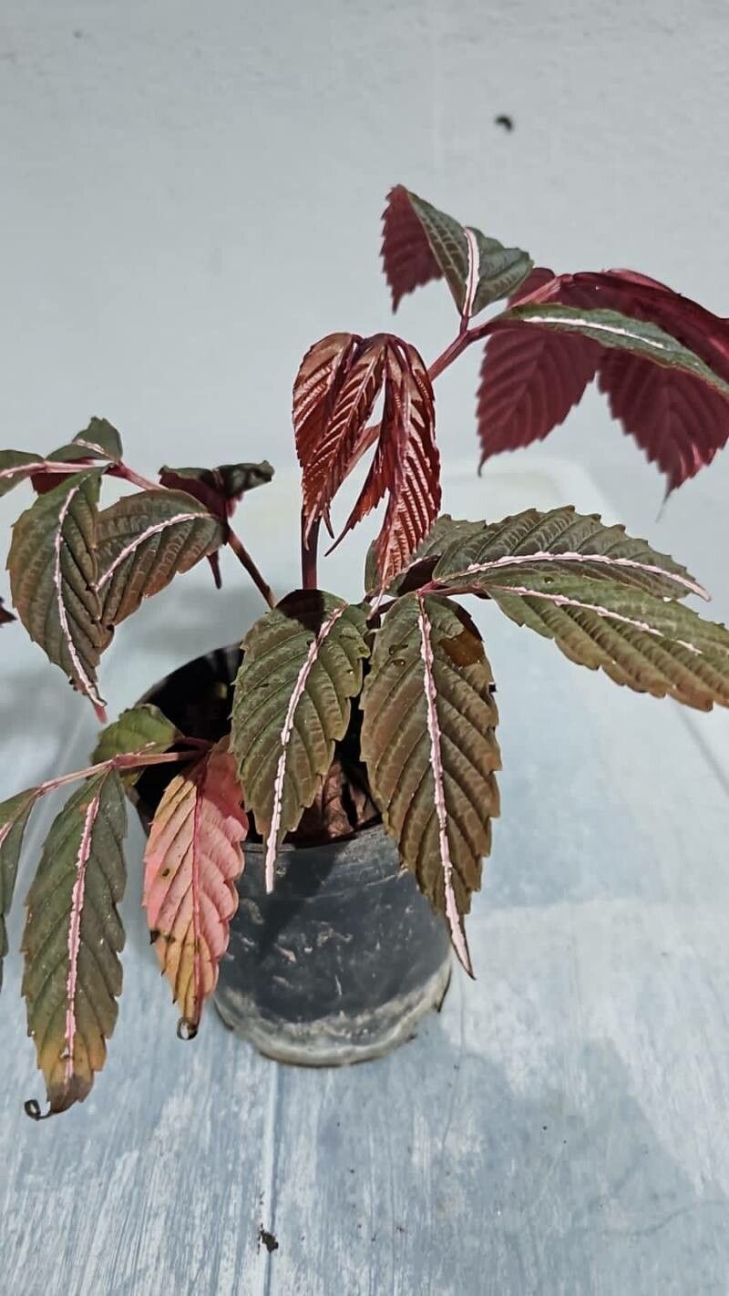 Leea amabilis — related species from the same genus