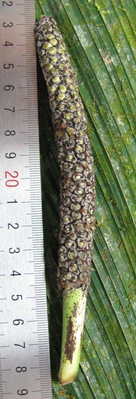 Chamaedorea zamorae other