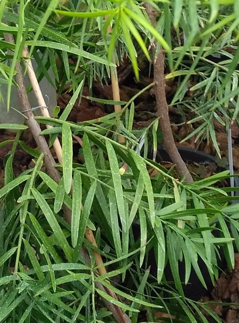 Falcatifolium taxoides bark