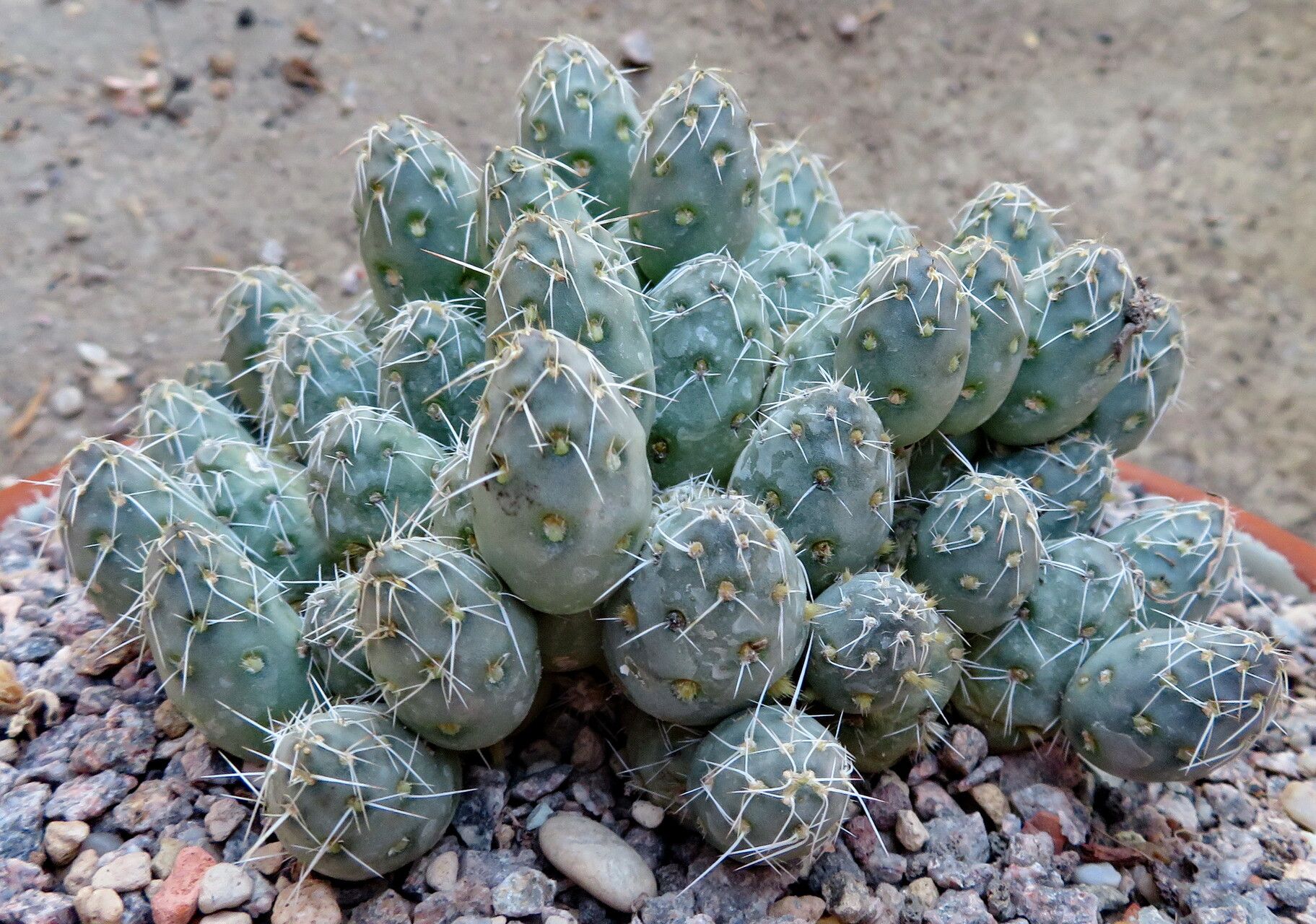 Maihueniopsis conoidea habit