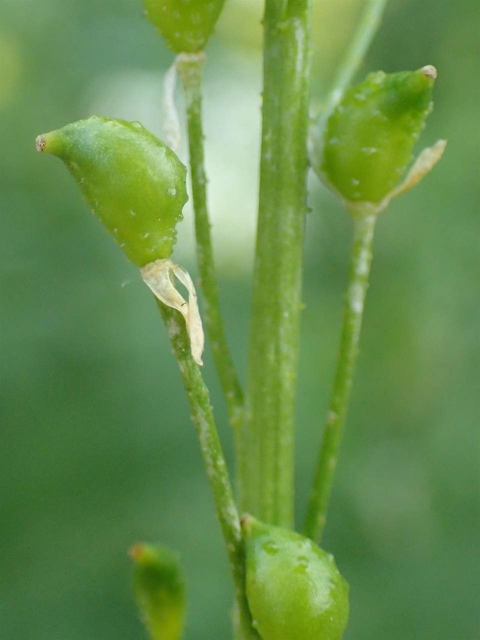 Bunias orientalis fruit