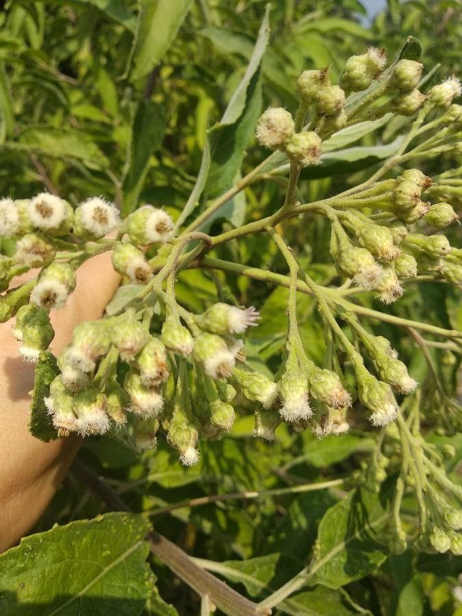 Pluchea carolinensis flower