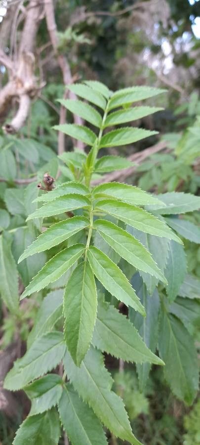 Sambucus australis leaf