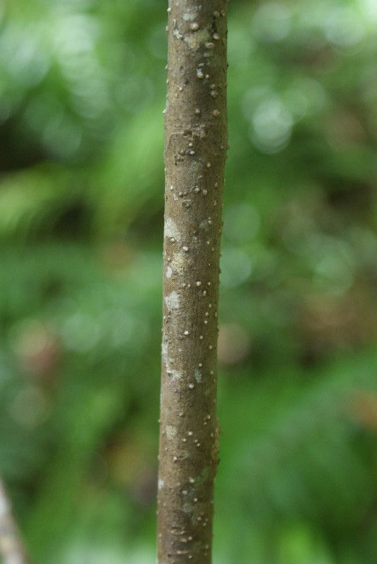 Turraea rutilans bark