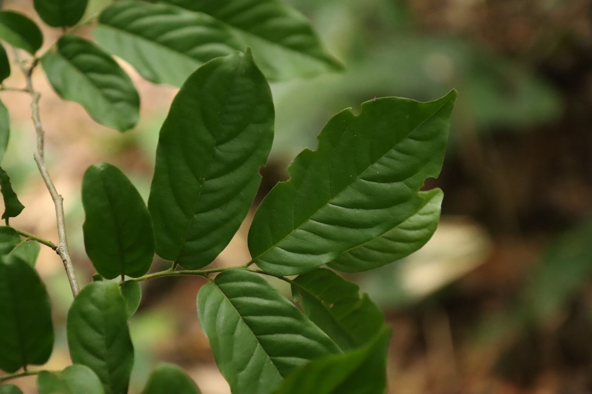 Diospyros whitei — houseplant care guide