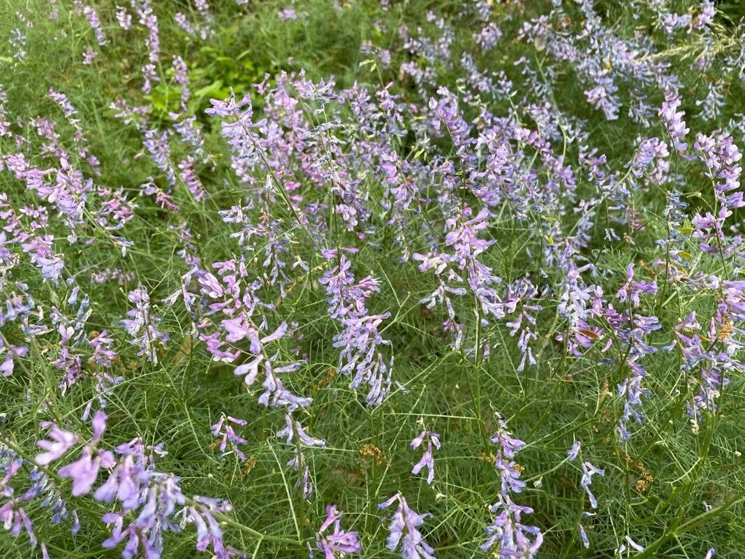 Vicia dalmatica flower