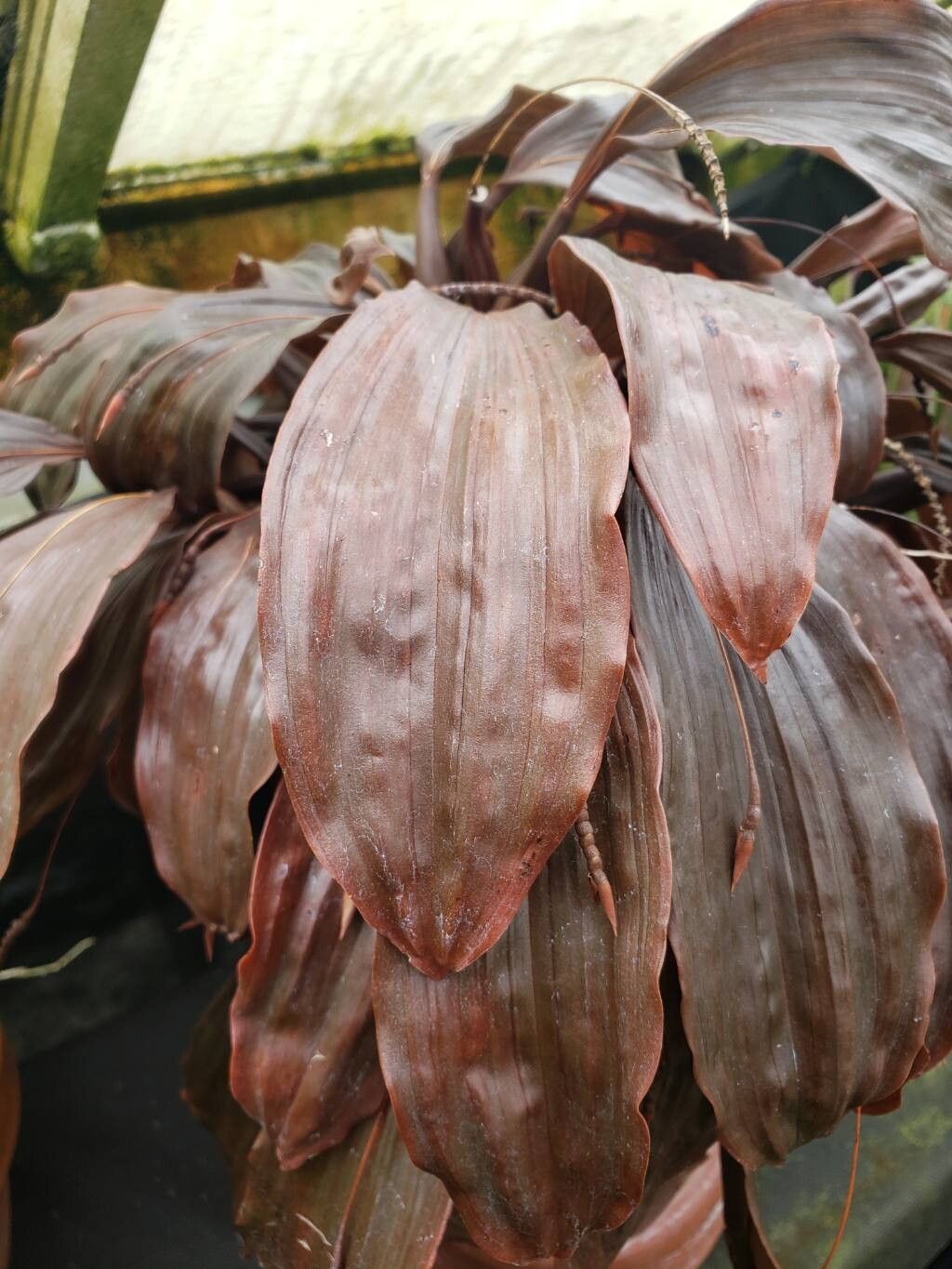 Coelogyne incrassata — houseplant care guide