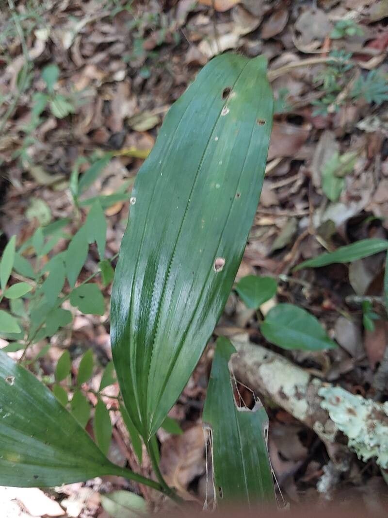 Calanthe madagascariensis — houseplant care guide