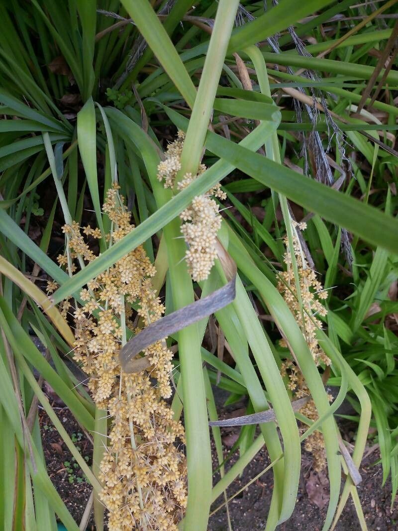 Lomandra longifolia flower