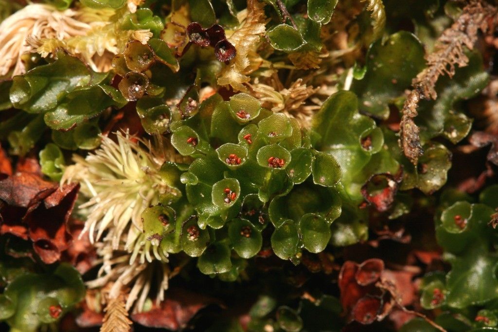 Hymenophyllum francii — houseplant care guide