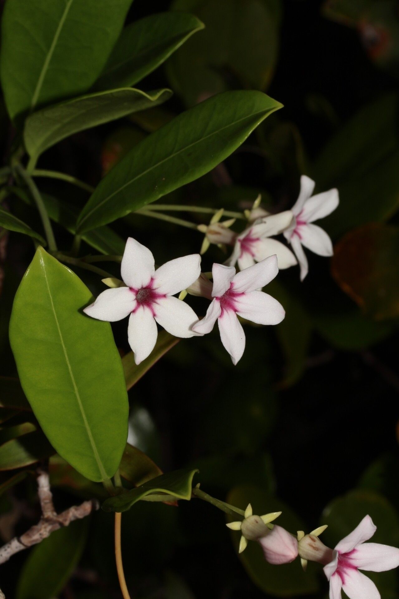 Stephanotis thouarsii