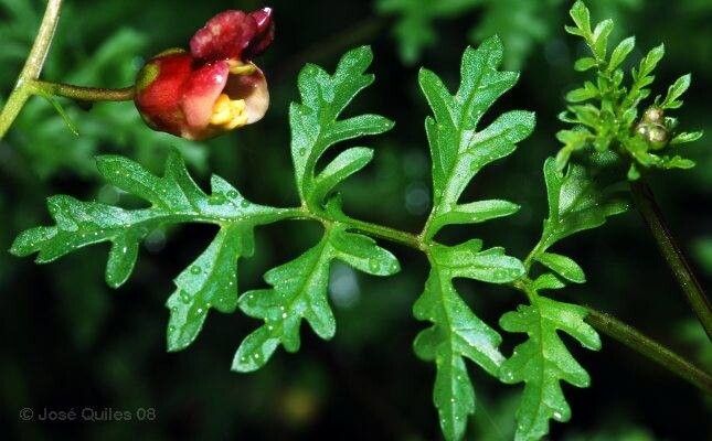 Scrophularia tanacetifolia — search result for 'Scrophularia'