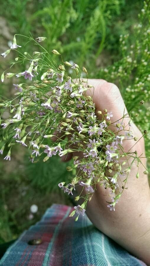 Psammophiliella muralis — search result for 'Gypsophila'