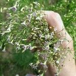 Psammophiliella muralis