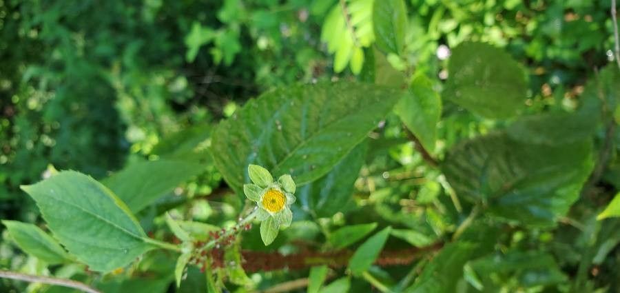 Melampodium perfoliatum flower