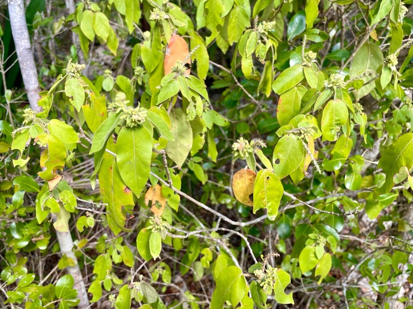 Croton glabellus — houseplant care guide