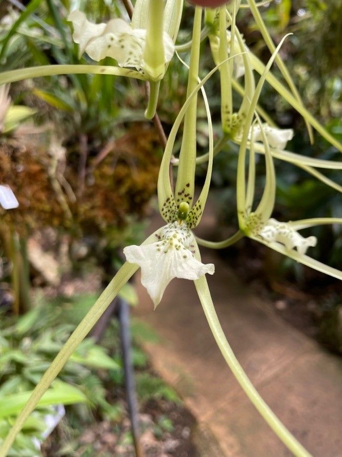 Brassia verrucosa flower