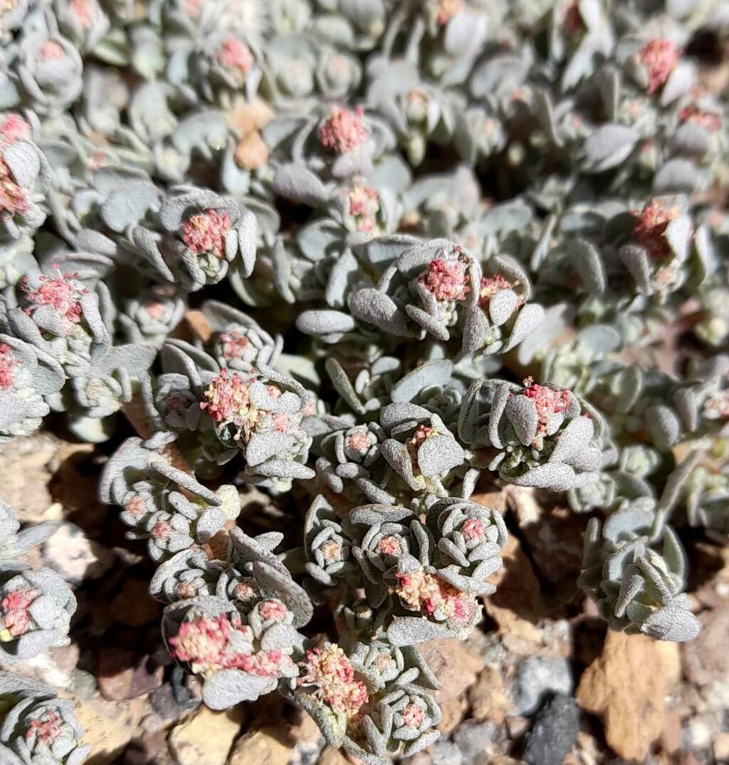 Atriplex myriophylla flower