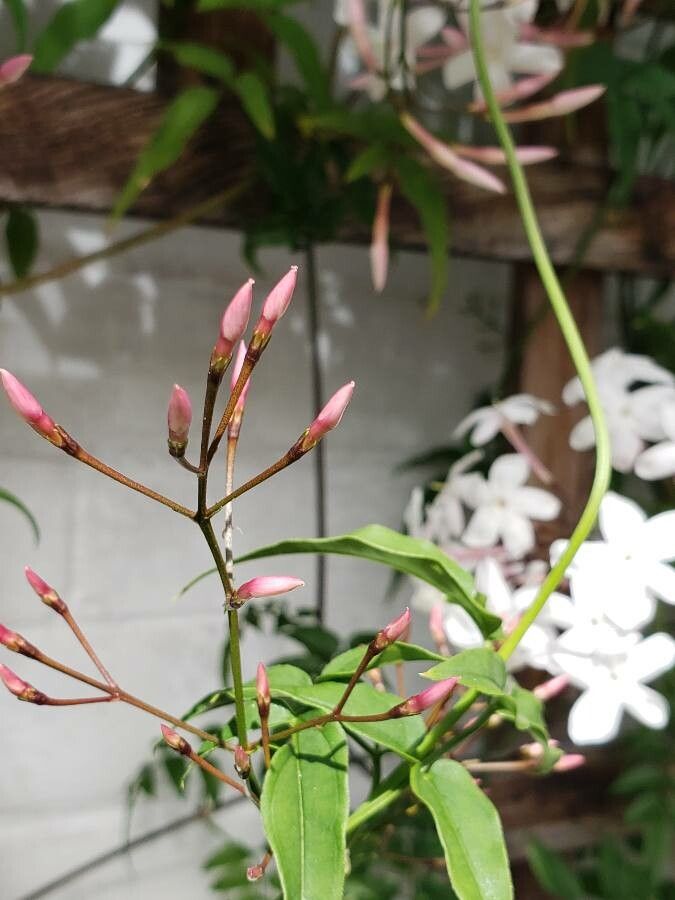 Jasminum polyanthum flower