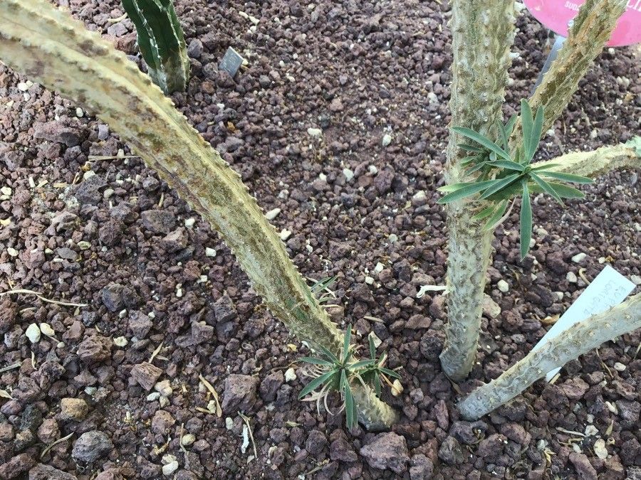 Euphorbia loricata bark