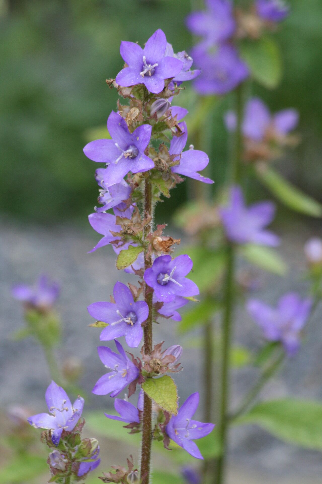 Campanula peregrina — houseplant care guide