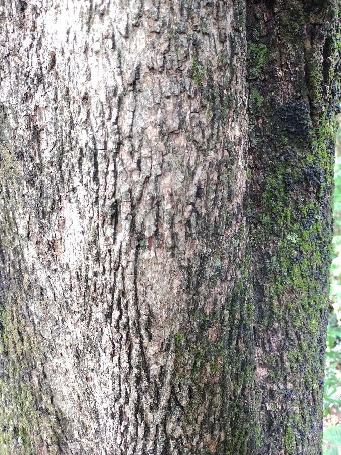 Cordia americana bark