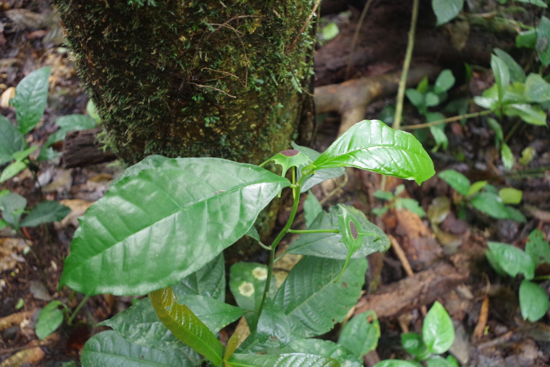 Dorstenia barteri leaf