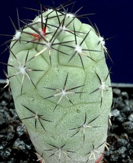 Cochemiea macdougallii leaf