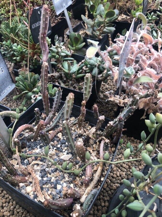 Kleinia stapeliiformis leaf