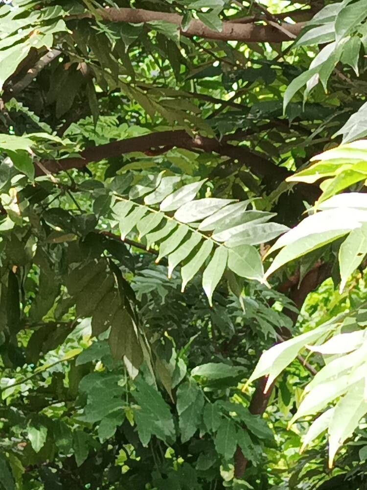 Millettia eetveldeana leaf