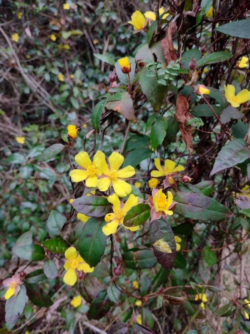 Hibbertia dentata habit