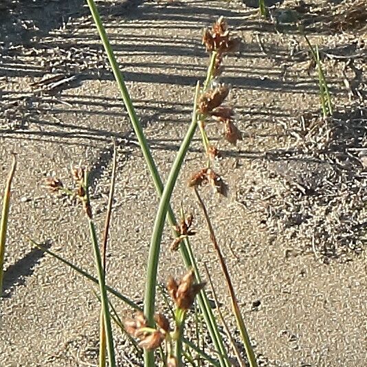 Schoenoplectus tabernaemontani flower
