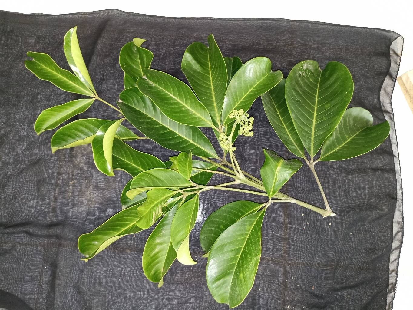 Melicope accedens — related species from the same genus