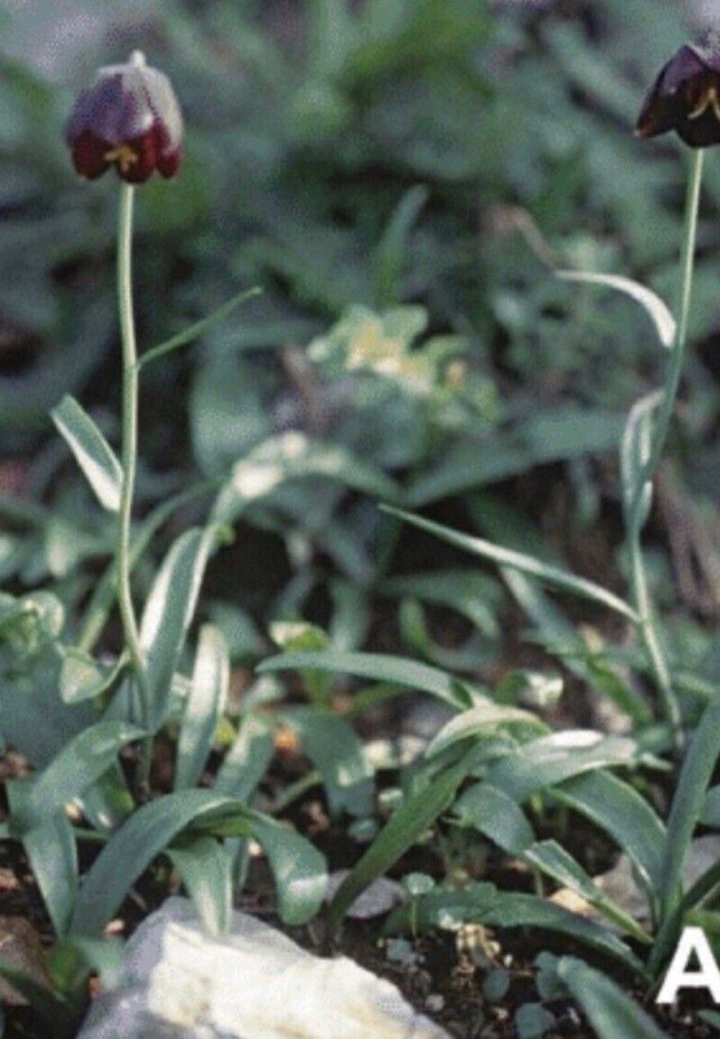 Fritillaria sporadum — search result for 'Fritillaria'