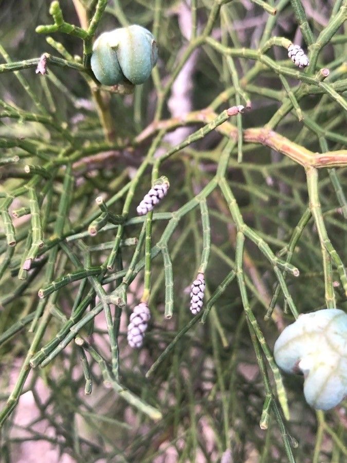 Tetraclinis articulata flower